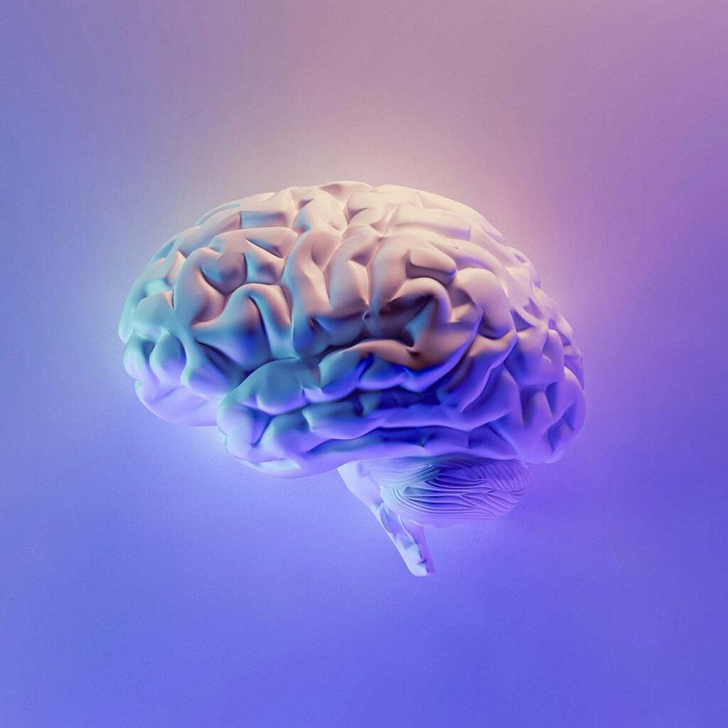 Brain